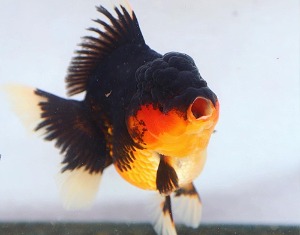 BP Meng / Super Selection / Monster Body High Quality Rose Tail Oranda / 몬스터 바디 하이퀄리티 로즈테일 오란다 / [ BPMENG0422_6 ] / 암컷추정 / 12cm전후