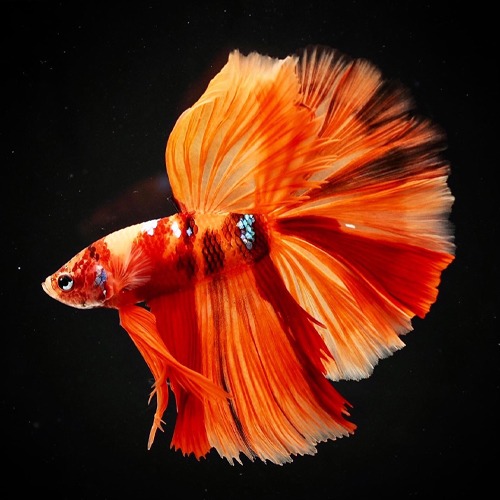 HM NEMO KOI Color : orange / red Size : 5cm 전후  Code : [ HM0714_h05 ]