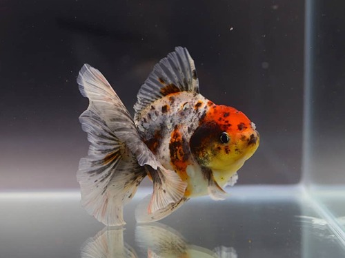 BP MENG) Calico Rosetail Oranda / 칼리코 로즈테일 오란다 / Size : 9cm 전후 / 암컷 추정 / MENG_0726_TJ_7