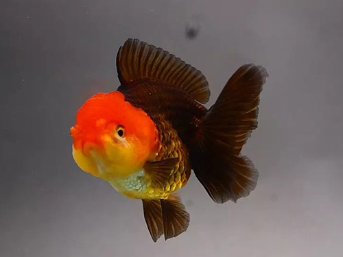 BP Meng) Tricolor Panda Oranda / 트리컬러 판다 오란다 / 11cm 전후 / 암컷 추정 / MP_0901_TJ_2