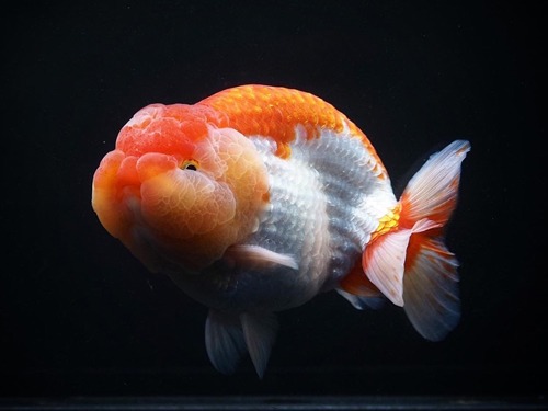 Mr Aor) RED &amp; WHITE RANCHU / 브리더 미스터 오 홍백 난주 / 11cm 전후 / 수컷추정 / 0827_h03