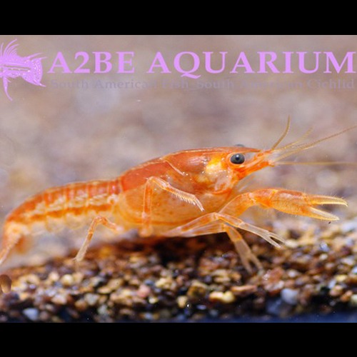 미니 오렌지 가재 / Mexican Dwarf Orange Crawfish (2cm전후)