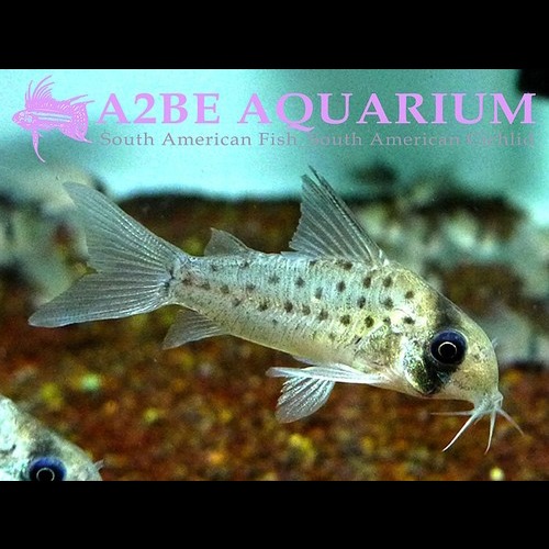 특가상품] 코리도라스 아트로퍼소나투스 / Corydoras atropersonatus wild  4cm전후 성어급  (5마리)