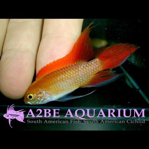 아피스토그라마 아가시지 화이어 레드 (Apistogramma agassizii FIRE RED) 암컷만 / 1마리