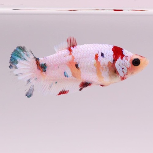 HMPK FANCY KOI female / Color : white / red / indigo blue / Size : 4cm 전후 / Code : [ HMPK 0623_h04 ]