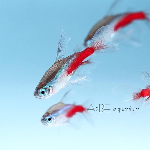 네온테트라 롱핀 / neontetra longfin / 3cm 전후 / 1마리