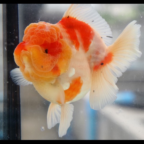 Big head sakura oranda / 빅헤드 사쿠라 오란다 / Size : 12 cm 내외 / 암컷추정 / Fish code : RA0817_3