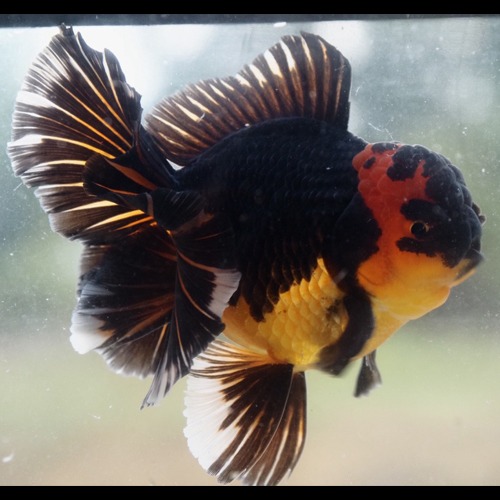 블랙핀 아파치 오키드 테일 오란다 / Black fins Apache Orchid tail Oranda / size : 12-13 cm 내외 / 수컷추정