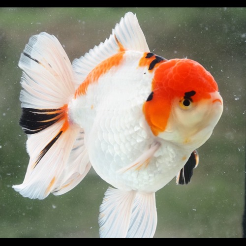 Tancho head orchid tail oranda / 탄초헤드 오키드테일 오란다 / Size : 18-20 cm 내외