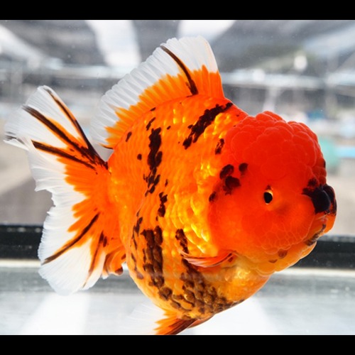 오렌지 사쿠라 / Crazy Cute Goldfish  Square head Super big head / 크레이지 큐티 시리즈 오렌지 사쿠라 / Size : 12cm 내외