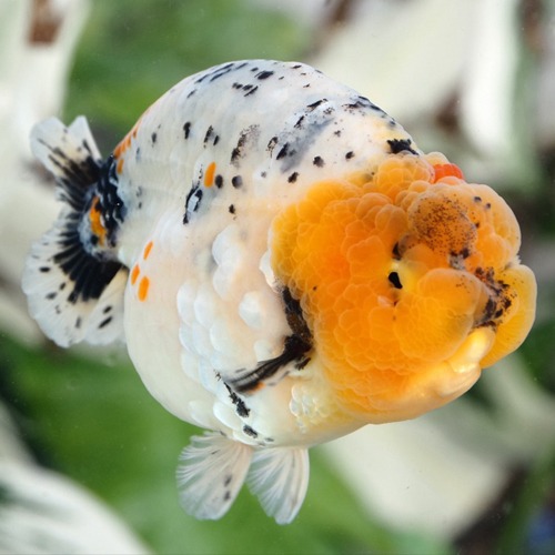 VERY RARE SPECIAL / 인도 챔프 스타일  / WHITE MARBLE TIGER  SHORT TAIL RANCHU  / 13cm 전후 / 암컷추정