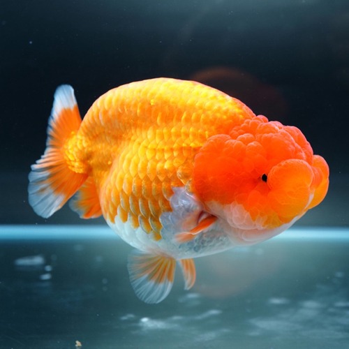 BP MENG / BIG DOUBLE CHEEK  HYBRID RANCHU / BP Meng 큰 분탄 하이브리드 난주 / size : 13-14cm 내외 / 암컷추정