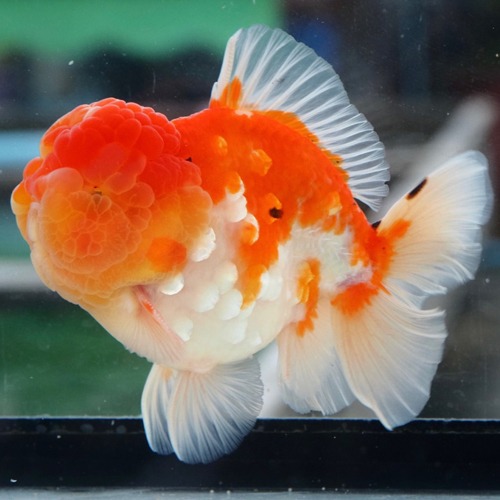 빅헤드 샤이니 빅 스케일 사쿠라 로즈 / PJLEE SELECTION  / SAKURA ROSE TAIL ORANDA  / Select code : KAZ_SR_3 / 수컷추정 / Size : 16 cm 전후