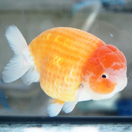 BIG SIZE SAKURA RANCHU / 빅 사이즈 사쿠라 난주 / KunnooJP 샐랙션 / size 16 cm 내외 / 수컷추정