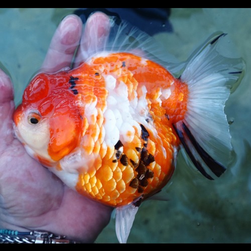 샤이니 스케일의 빛나는 사쿠라 단미 / SHINY SCALE SAKURA  SHORT TAIL ORANDA / 샤이니 스케일 사쿠라 단미 / JP selection / size : 14 cm / 암컷추정