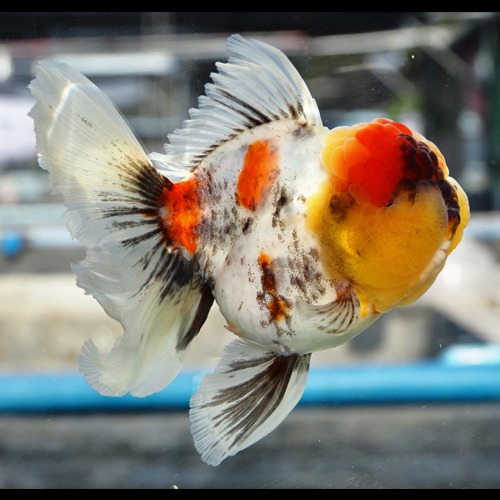 빅 사이즈 큰 오란다 “ 화이트 칼리코 ” / A grade selection  Big head rose tall oranda / size : 18cm 내외의 세미 점보급 / 암컷추정