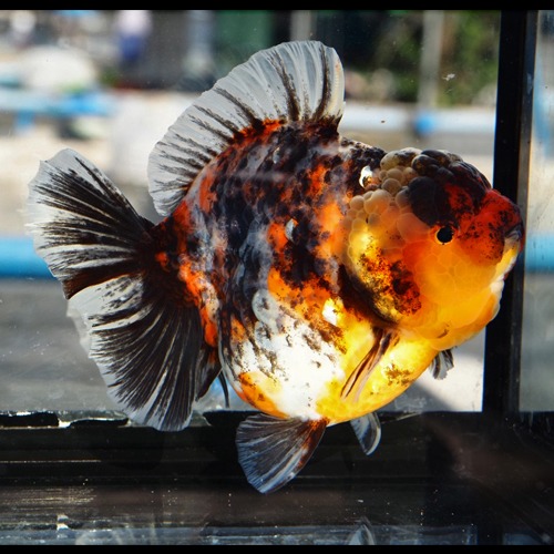 빅 사이즈 큰 오란다 “ 캔디 칼리코 ” / A grade selection  Big head rose tall oranda / size : 18cm 내외의 세미 점보급 / 암컷추정