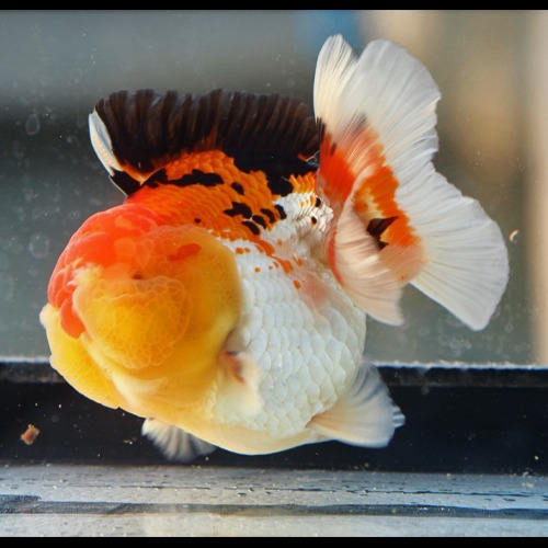 쏘 큣! 츄비 셀렉션 / CHUBBY ORANDA / size : 10 cm 내외 / 수컷추정 / CO0121_2