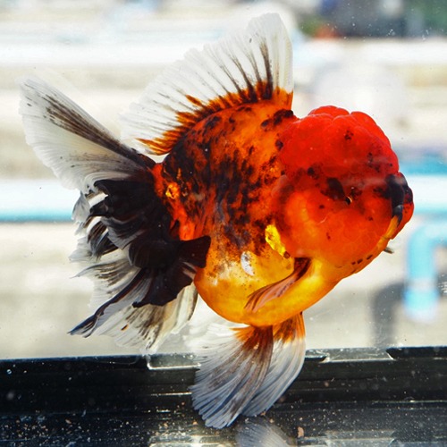 빅 사이즈 큰 오란다 “ 레드 칼리코 ” / A grade selection  Big head rose tall oranda / size : 18cm 내외의 세미 점보급 / 암컷추정