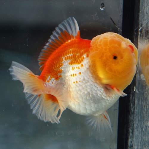 쏘 큣! 츄비 셀렉션 / CHUBBY ORANDA / size : 10 cm 내외 / 암컷추정 / CO0121_3