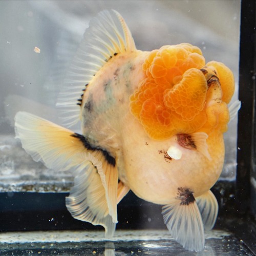 물강아지 오란다 “수묵화 하이바디 챔프” / WATER DOG CUTE ORANDA / size : 11 cm 내외 / 암컷추정 / SM0125_3 / 240125