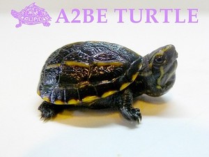 쓰리 스트라이프 머드 터틀 three striped mud turtle