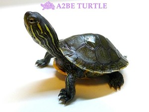 웨스턴 페인티드 거북 / Western Painted TURTLE (Chrysemys picta) 