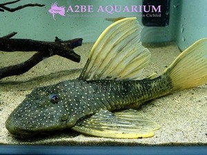 히포스토머스 루테우스 [Golden Sailfin Pleco] &quot;Hypostomus luteus wild&quot; Extreme Rare! 