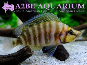 컴프리 골드헤드 무지 / Lamprologus compressiceps GOLD HEAD 2.5cm전후 (5마리 1세트) [3세트 한정특가]