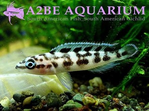 줄리도크로미스 트란스크립투스 Julidochromis transcriptus