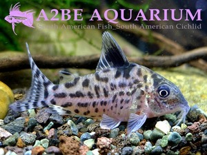 코리도라스 펑크타투스 Corydoras punctatus wild