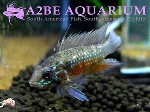 아피스토그라마 엘리자베세 &quot;투카노&quot; 슈퍼레드 C / Apistogramma elizabethae &quot;TUCANO&quot; wild Super RED 암수한쌍