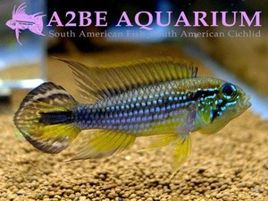 아피스토그라마 아가시지 테페 바우아나 / Apistogramma agassizii TEFE BAUANA wild [Type A] 한쌍 