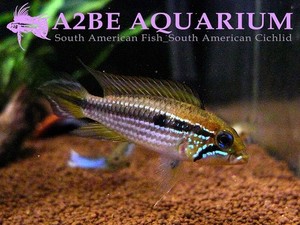 아피스토그라마 아가시지 테페 바우아나 / Apistogramma agassizii TEFE BAUANA wild [Type C] 한쌍 