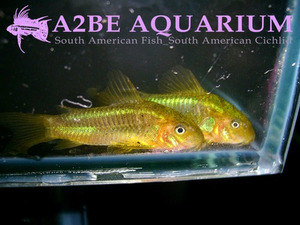 코리도라스 네온 그린 스트라입 야생 (Corydoras Neon Green Stripes wild)