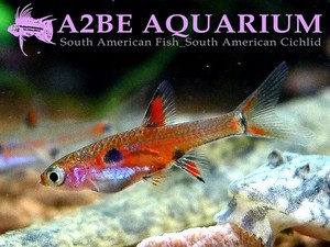 라스보라 마큘라타 (Boraras maculata) / Rasbora maculata wild [10마리 1세트]