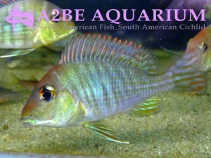 야생 게오파구스 sp 레드헤드 / Geophagus sp Tapajos I wild (Red Head Geophagus) 6-7cm 