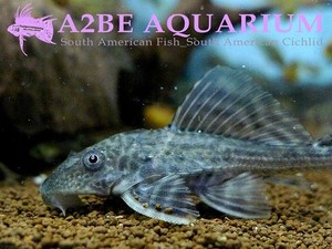 비파 / Hypostomus punctatus (수조유리 녹점제거 / 유목슬러지 제거)