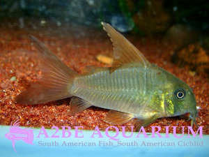 코리도라스 컨컬러 하이핀 / Corydoras Concolor High Dosal wild (4cm 전후)