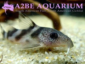 시노돈티스 디커루스 / Synodontis decorus (Africa clown squeaker) 