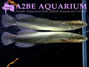 아마존 야생 피라루크 / Arapaima gigas wild 11-12cm / (2마리)  