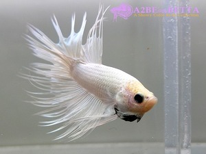 크라운 스페샬 / Betta Crown tail Special &quot;Platinum White&quot; (CSWP0807A) 