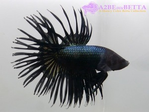 크라운 스페샬 &quot;블랙 킹&quot; / Betta Crown tail Special &quot;Black King&quot; (CSBK0815B) 