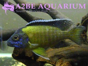 아우로노카라 sp 블루 네온 / Aulonocara sp Blue Neon (10-12cm) 