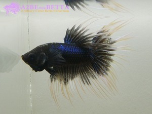 크라운 스페샬 &quot;블루&amp;화이트&quot; / Betta Crown tail Special (BlueWhite1004C) 