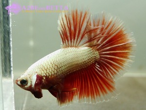 하프문 스페샬 / Betta Half Moon Special &quot;Dragon Platinum Red&quot; (HMSDPR1004H) 