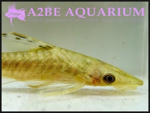 롱핀 하이포토포마 [Longfinned Hypoptopoma] Hypoptopoma inexspectatum wild (7cm) 