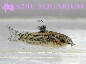 코리도라스 파우시레디아투스 / Aspidoras pauciradiatus wild (준성어급 / 5마리 1세트) 