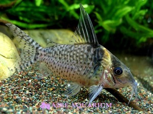 코리도라스 sp 쥬타이 / Corydoras sp &quot;JUTAI&quot; wild (6cm전후) 