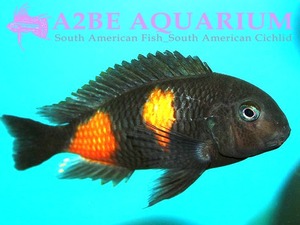 트로페우스 블루 포인트 / Tropheus blue point (3cm전후) 